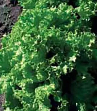 Насіння салату Гентіліна Sais, 500 г (Коуел)