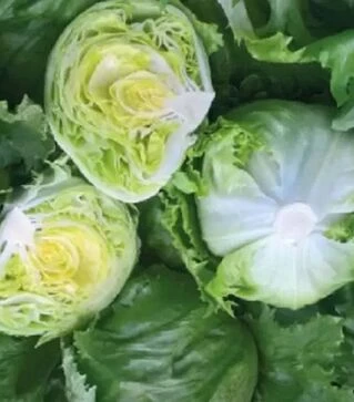 Семена салата Гонзало, и.о. 1 тыс. семян (Vitalis)