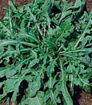 Семена салата Гудитта Sais, 500 г (Коуэлл)