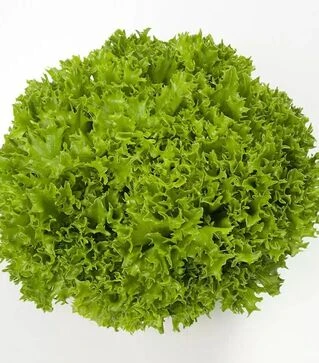 Насіння салату Екзакт, п.о. 5 тис. насінин (Rijk Zwaan)