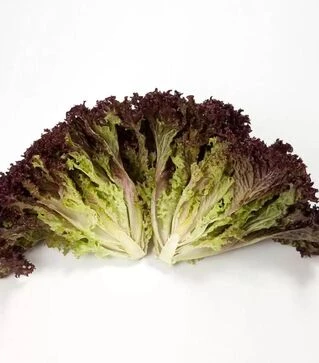 Семена салата Кармези, п.е. 5 тыс. семян (Rijk Zwaan)