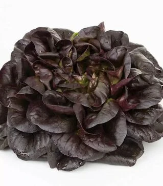 Семена салата Кли, п.е. 5 тыс. семян (Rijk Zwaan)