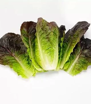 Семена салата Мунред, п.е. 5 тыс. семян (Enza Zaden)