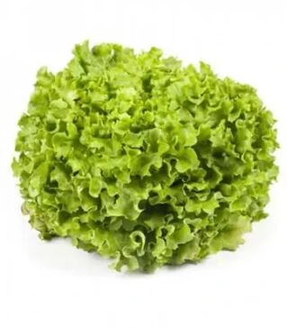 Насіння салату Отілі, п.о. 5 тис. насінин (Rijk Zwaan)