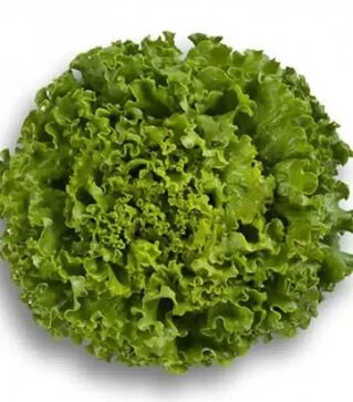 Насіння салату Патішн, п.о. 5 тис. насінин (Rijk Zwaan)