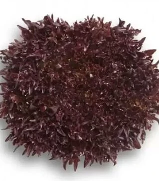 Насіння салату Триплекс, п.о. 5 тис. насінин (Rijk Zwaan)