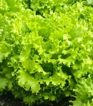 Семена салата Фанли F1, п.е. 5 тыс. семян (Syngenta)