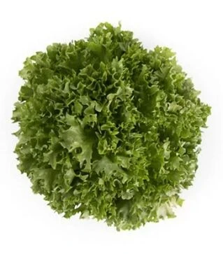 Семена салата Экспонент, и.о. 5 тыс. семян (Rijk Zwaan)