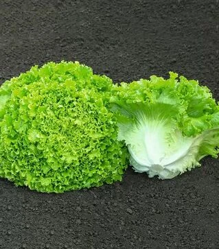 Семена салата Сементел, п.е. 5 тыс. семян (Bejo)