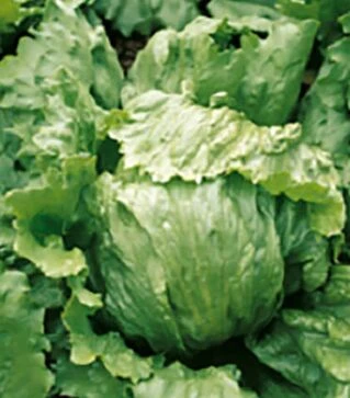 Семена салата Даймонд, п.е. 5 тыс. семян (Enza Zaden)