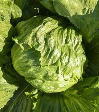 Семена салата Данило, и.о. 5 тыс. семян (Enza Zaden)