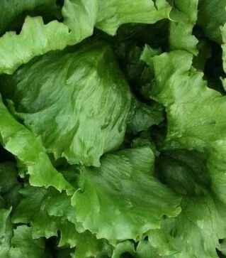 Семена салата Глендана, п.е. 5 тыс. семян (Enza Zaden)