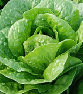 Семена салата Бацио, п.е. 5 тыс. семян (Enza Zaden)