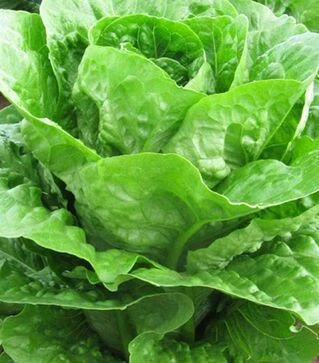 Насіння салату Мезкют F1, п.о. 5 тис. насінин (Enza Zaden)