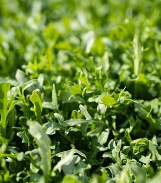 Насіння салату Грація, п.о. 1 млн насінин (Enza Zaden)