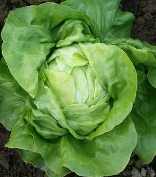 Семена салата Ленто, 1 кг (Moravoseed)