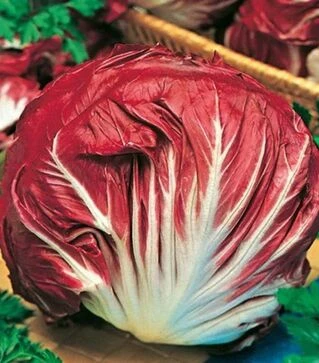 Семена салата Палла Росса, 1 кг (Moravoseed)