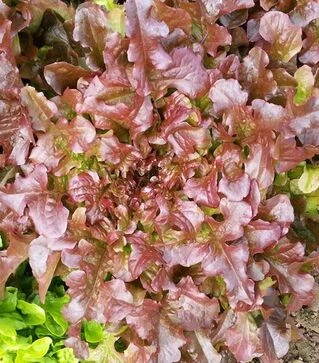 Насіння салату Редін, 1 кг (Moravoseed)