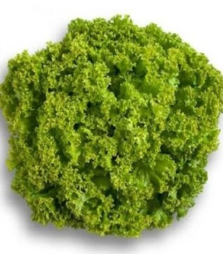 Семена салата Локарно, п.е. 5 тыс. семян (Rijk Zwaan)