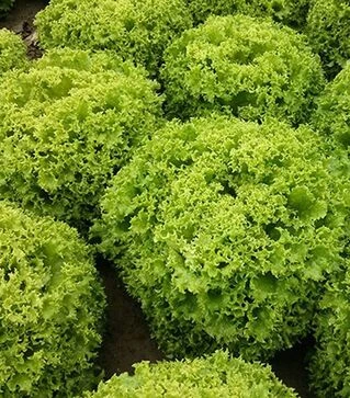 Насіння салату Вілі, п.о. 5 тис. насінин (Enza Zaden)