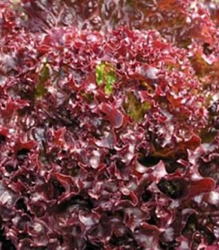 Семена салата Лея, и.о. 5 тыс. семян (Enza Zaden)