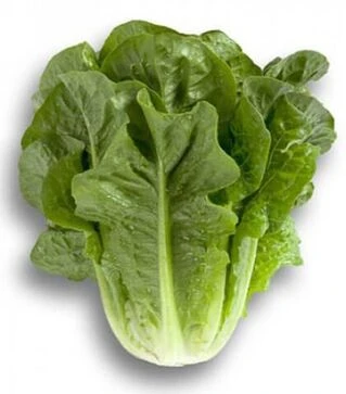 Насіння салату Клаудіус, п.о. 5 тис. насінин (Rijk Zwaan)