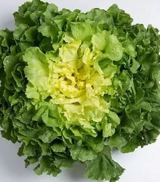 Насіння салату Парманс, п.о. 5 тис. насінин (Enza Zaden)