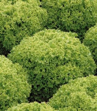 Семена салата Левистро, и.о. 5 тыс. семян (Rijk Zwaan)