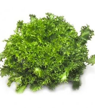 Семена салата Сигал, п.е. 5 тыс. семян (Rijk Zwaan)