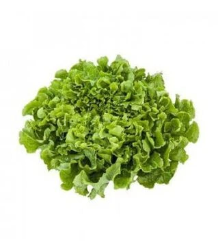 Семена салата Анкони, п.е. 5 тыс. семян (Rijk Zwaan)