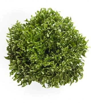 Насіння салату Дюнан, п.о. 5 тис. насінин (Rijk Zwaan)