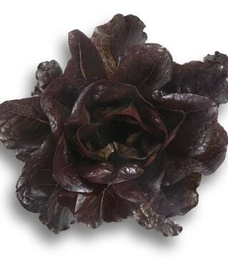 Семена салата Туринус, п.е. 5 тыс. семян (Rijk Zwaan)