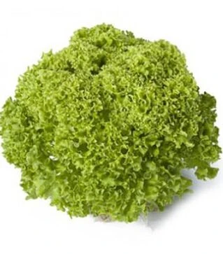 Семена салата Лугано, п.е. 5 тыс. семян (Rijk Zwaan)