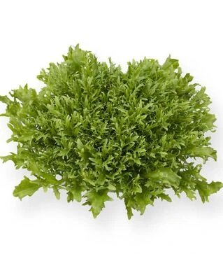 Семена салата Корби, п.е. 5 тыс. семян (Rijk Zwaan)