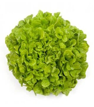 Семена салата Кирибати, и.о. 5 тыс. семян (Rijk Zwaan)