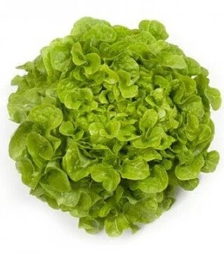 Семена салата Кириния, п.е. 5 тыс. семян (Rijk Zwaan)