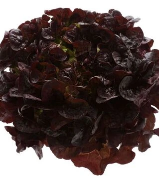 Семена салата Руксай, п.е. 5 тыс. семян (Rijk Zwaan)