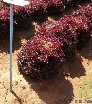 Семена салата Кавернет, и.о. 5 тыс. семян (Rijk Zwaan)