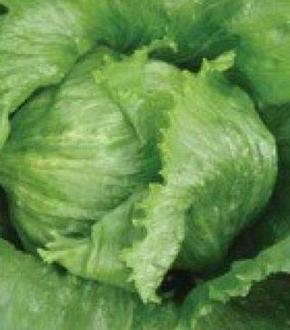 Насіння салату Ларсен, 1 кг (Moravoseed)