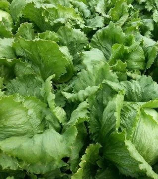 Семена салата Маугли, 1 кг (Moravoseed)