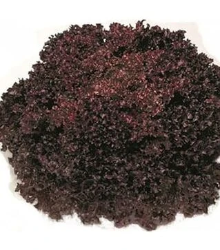 Насіння салату Революція, п.о. 5 тис. насінин (Nunhems)