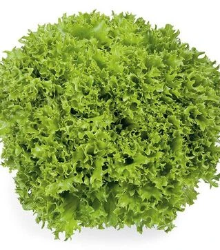 Семена салата Экспедишн, п.е. 5 тыс. семян (Rijk Zwaan)