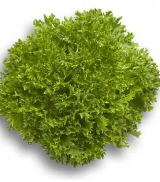 Семена салата Эксперттайз, п.е. 5 тыс. семян (Rijk Zwaan)