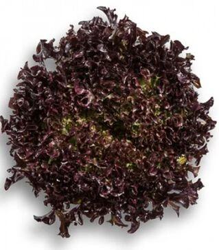 Насіння салату Кодекс, п.о. 5 тис. насінин (Rijk Zwaan)