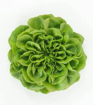 Семена салата Аквино, п.е. 5 тыс. семян (Rijk Zwaan)