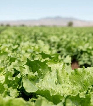 Семена салата Топачо, п.е. 5 тыс. семян (Bejo)