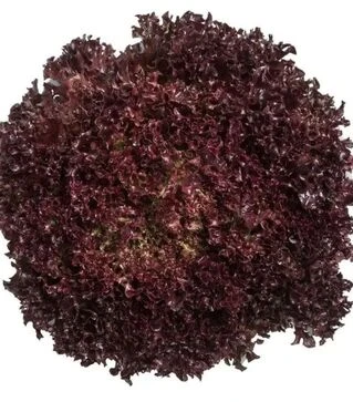 Насіння салату Карминова, п.о. 5 тис. насінин (Semo)