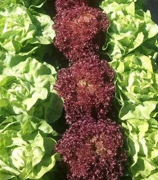 Насіння салату Карминова, п.о. 5 тис. насінин (Semo)