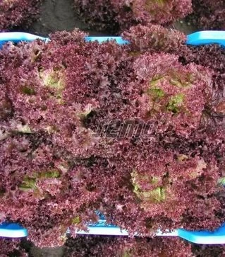 Насіння салату Карминова, п.о. 5 тис. насінин (Semo)