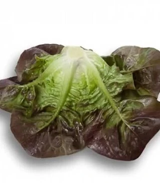 Семена салата Розайн, п.е. 1 тыс. семян (Rijk Zwaan)